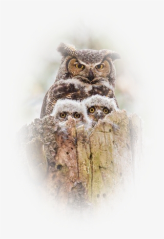 Image6 22 - Owl Mother And Baby