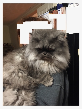 Persian Cats