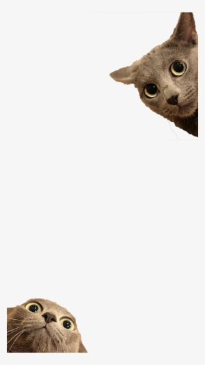 Filter By Smikkelbeer Snapprefs - Transparent Cat Funny