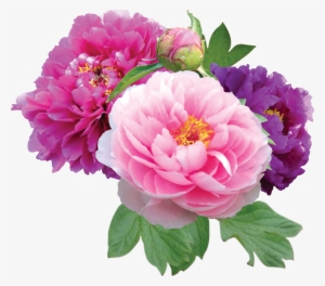Clipart - Peonies Png