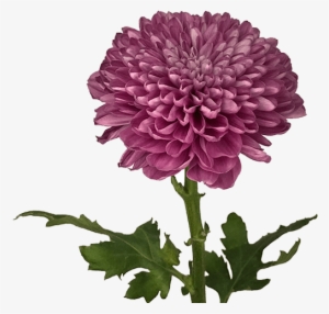 Pink Lorax - Mums Disbud Ball Pink