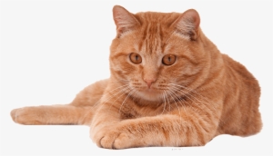 Free Png Red Cat Png Png Images Transparent - Cat Png File