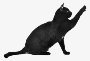 Black Cat Scratching - Black And White Cat Transparent Background