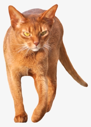 Tabby Cat Clipart Transparent - Cat Walking Transparent