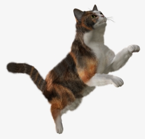 Cat Forty-one - Flying Cat Png
