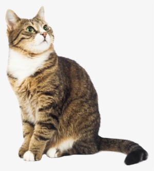 Cat Transparent Images - Indio Animal Shelter