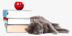 Cat With Books Transparent Small - Dog Cat Back To School
