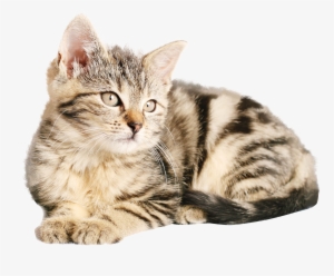 Png Images Of Cat