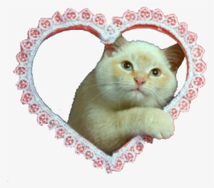 Cat Mine Cats Heart Png Transparent Soft Grunge - Soft Grunge Png