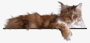 Home Page Png - Maine Coon Cats Png