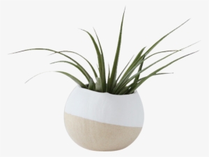 White Air Plant Pot - White Vase Plant Png