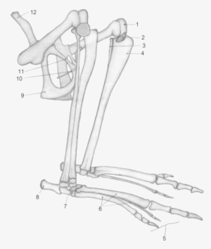 Macropus Major Hind Legs - Kangaroo Bones