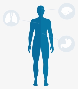 Body Download Png - Aorta