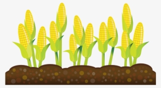 Corn Plant Clipart - Crops Clipart Transparent Background