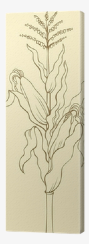 Corn Stalk, Leaves, Ears And Seeds Canvas Print • Pixers® - Sketch