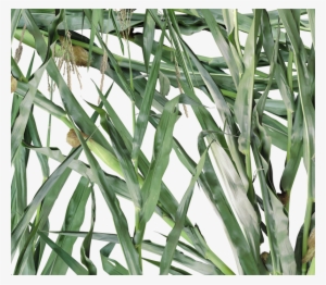 E013 Green Corn - Maize