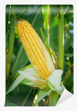 Corn Maize Ear On Stalk In Field Wall Mural • Pixers® - Maize