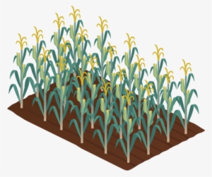 Drawn Corn Corn Crop - Corn Crop