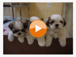 12 Best Shihtzu Youtube Videos - Süße Hunde
