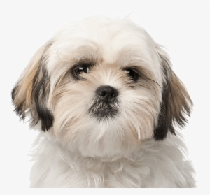 Sprawdź, Czego Potrzebuje Twój Szczeniak - Royal Canin Shih Tzu Junior