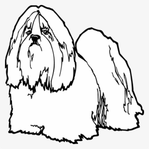 Lhasa Apso
