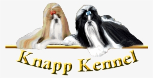 Shih Tzu Knapp Kennel - Shih Tzu