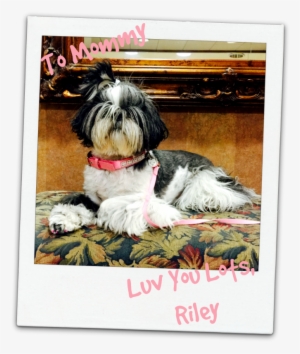 Love Of A Shih Tzu - Love