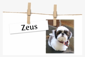 Pet