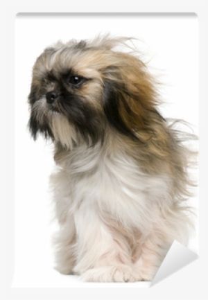 Shih Tzu, 1 Year Old, With Windblown Hair Wall Mural - Mal-shi