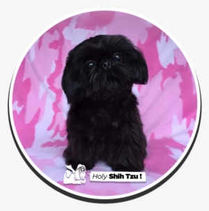 Lil' Kyloren - Shih-poo