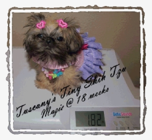 Mazie5mo-381x359 - Shih-poo