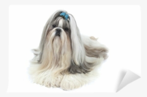 A Big Star Is Born - Shih Tzu