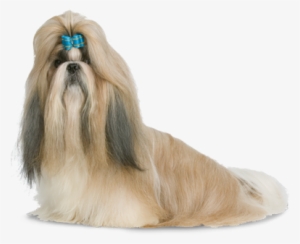 Shih-tzu - Shih Tzu