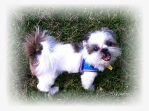 What A Handsome Little Man, And Look At Those Beautiful - Shih-poo
