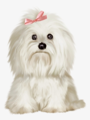 Jpg Black And White Stock Shih Tzu Bichon Frise West - Bichon Shit Zu