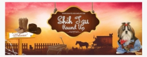 Welcome To Shihtzu Roundup - Dog