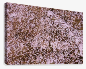 Sakura Petals Canvas Print - Cake