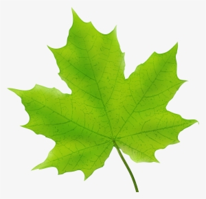 Maple Leaf Png Png Stock