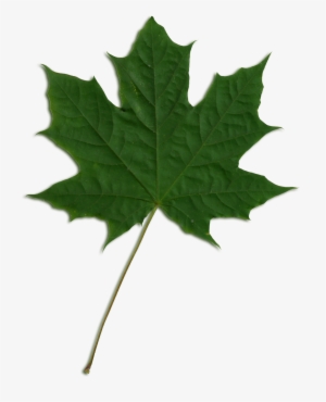 Green Maple Leaf Png Jpg Royalty Free Download - Maple Leaf Png Green