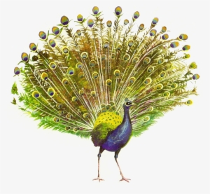 Peacock Png Hd