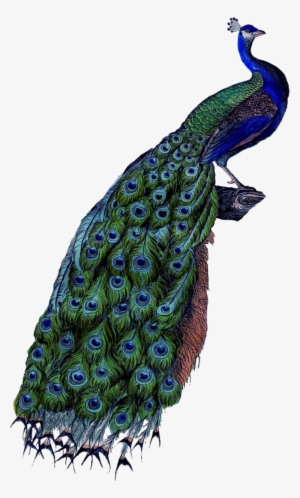 Image - Peacock Business Card