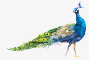 Peacock Watercolor