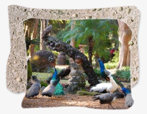 Peafowl In The Park - Youth Peacock