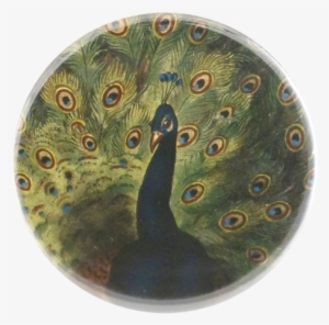 Collection Name - Peafowl