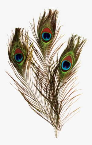 Peacock Feather Pictures - Chenille Kraft Peacock Feathers, 36" - 12 Pack