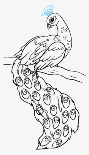How To Draw A Peacock In A Few Easy Steps - Easy Drawing Of Peacock