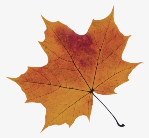 Orange-leaf - Maple Leaf