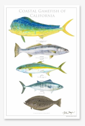 A Collection Of The Five Iconic Species Of California - White Sea Bass Art