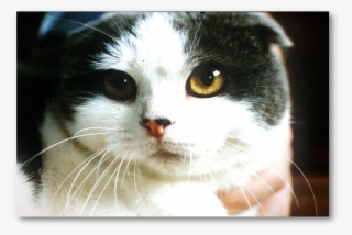 Cute And Condemned To Suffering It S - Australian Breed Of Cats