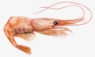 Greenland Halibut - Examples Of An Exoskeleton